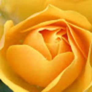 Meet your Posher, Parrish